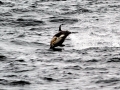 Common Dolphin