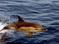 Common Dolphin