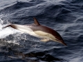 Common Dolphin