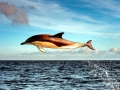 Common Dolphin
