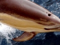 Common Dolphin