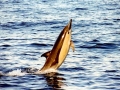 Common Dolphin