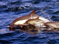 Common Dolphin