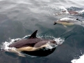 Common Dolphin