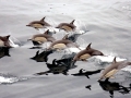 Common Dolphin