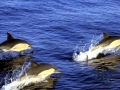 Common Dolphin