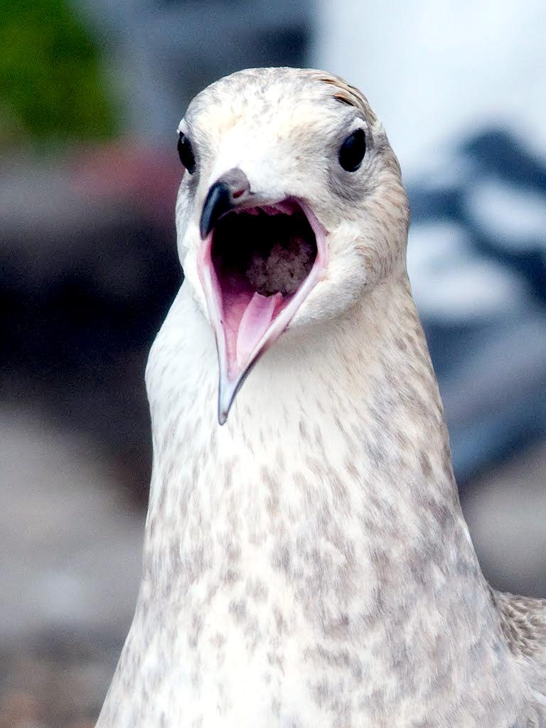 Common Mew Seagull