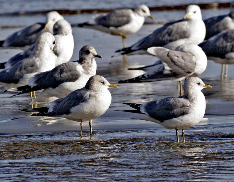 Common Mew Seagull
