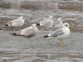 Common Mew Seagull