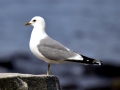 Common Mew Seagull