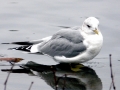 Common Mew Seagull