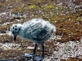 Common Mew Seagull