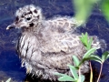Common Mew Seagull