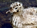 Common Mew Seagull