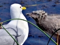 Common Mew Seagull