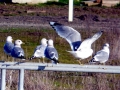 Common Mew Seagull