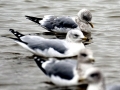 Common Mew Seagull