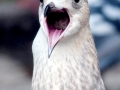Common Mew Seagull