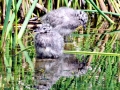 Common Mew Seagull