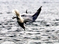 Common Mew Seagull