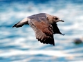 Common Mew Seagull