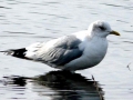 Common Mew Seagull