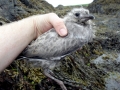 Common Mew Seagull