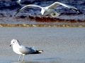 Common Mew Seagull