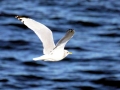 Common Mew Seagull