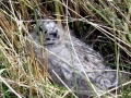 Common Mew Seagull