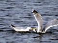 Common Mew Seagull