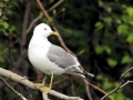 Common Mew Seagull