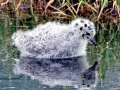 Common Mew Seagull