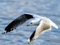Common Mew Seagull