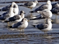 Common Mew Seagull