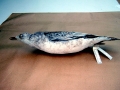 Common Mew Seagull