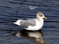 Common Mew Seagull