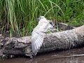 Common Mew Seagull