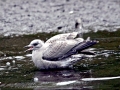 Common Mew Seagull