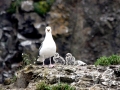 Common Mew Seagull