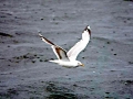 Common Mew Seagull