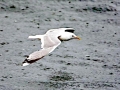 Common Mew Seagull