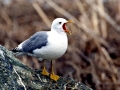 Common Mew Seagull