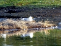 Common Mew Seagull