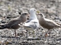 Common Mew Seagull