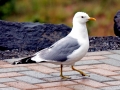 Common Mew Seagull