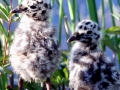 Common Mew Seagull