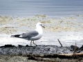 Common Mew Seagull