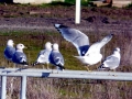 Common Mew Seagull