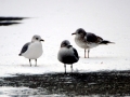 Common Mew Seagull